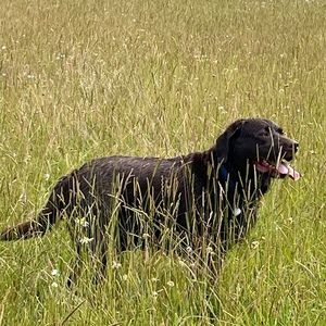 Meet your Posher, Don